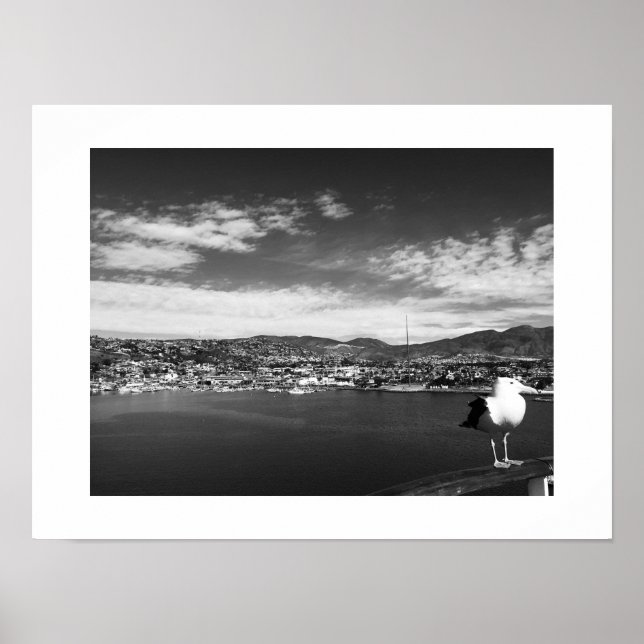 Curious Fellow Bird Black and White Photography Poster (Front)