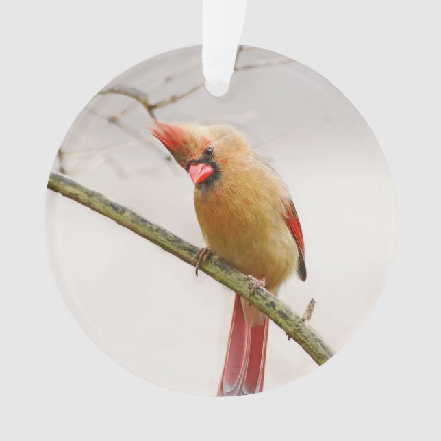 Curious Female Cardinal Ornament (Front)