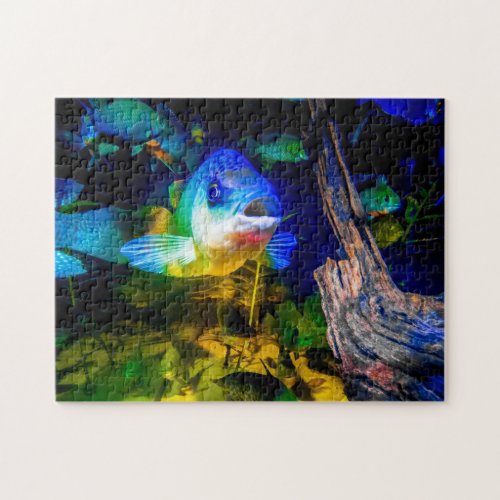 Curious Fish Jig Saw Puzzle