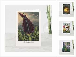 Curious Flowers Botanical Studies for Modern Space