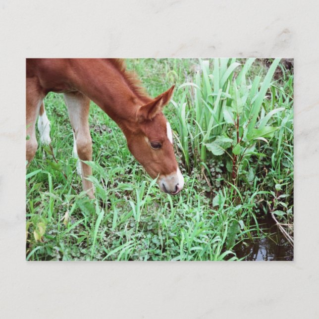 Curious Foal Postcard 2 (Front)