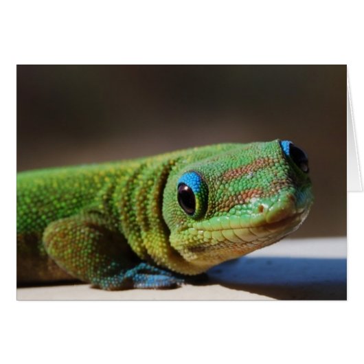 Curious Gecko Cards (Front Horizontal)