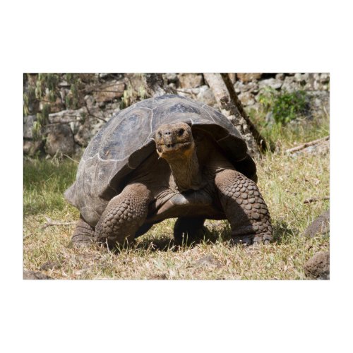 Curious Giant Tortoise  Galapagos Acrylic Print