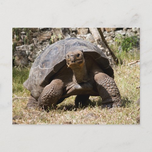Curious Giant Tortoise  Galapagos Postcard