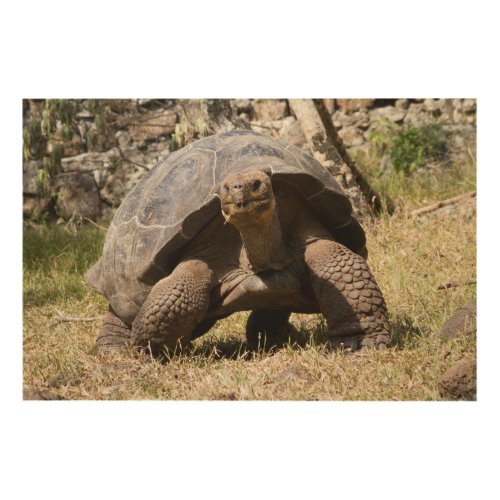 Curious Giant Tortoise  Galapagos Wood Wall Art