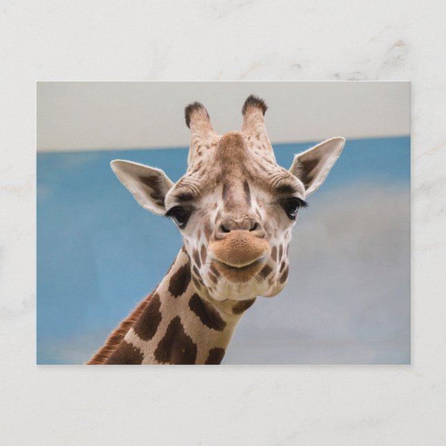 Curious Giraffe Portrait Postcard (Front)