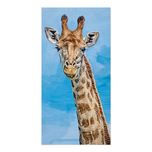 Curious Giraffe Poster