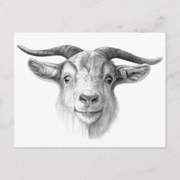 Curious Goat  G124 Postcard by AnimalsBeauty at Zazzle