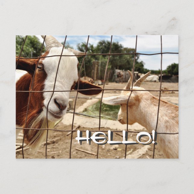 Curious goat - Postcard (Front)