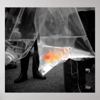 Curious Goldfish Poster / Picture