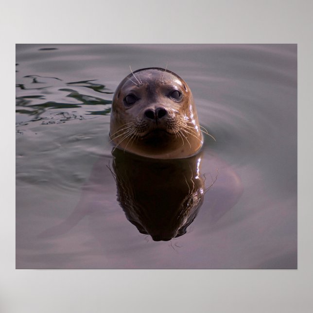 Curious Harbor Seal Wildlife Photo Poster (Front)