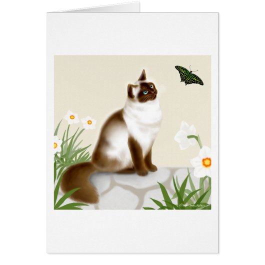 Curious Himalayan Cat Cards (Front)