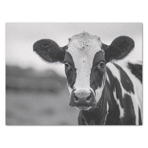 Curious Holstein Cow Black and White Decoupage Tissue Paper