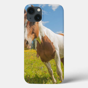 Curious horse in an alpine meadow in summer iPhone 13 case
