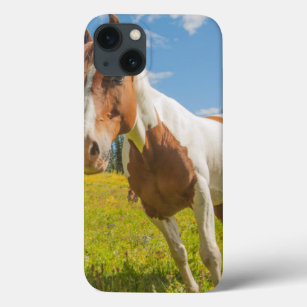 Curious horse in an alpine meadow in summer iPhone 13 case