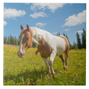 Curious Horse in an Alpine Meadow in Summer Ceramic Tile