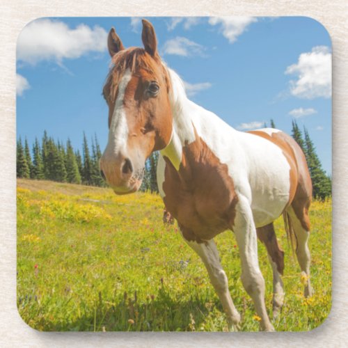 Curious horse in an alpine meadow in summer coaster