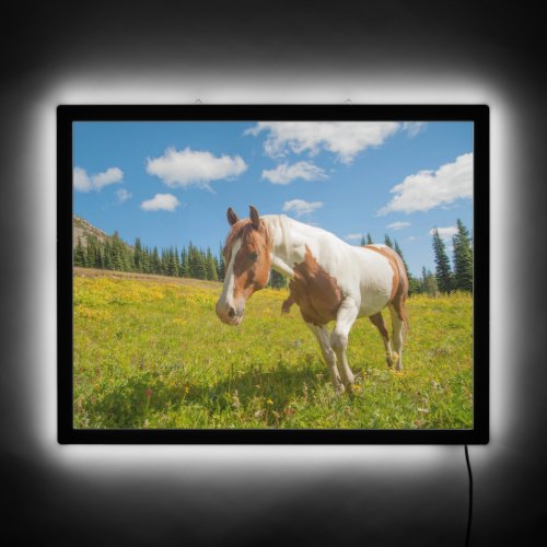 Curious Horse in an Alpine Meadow in Summer LED Sign