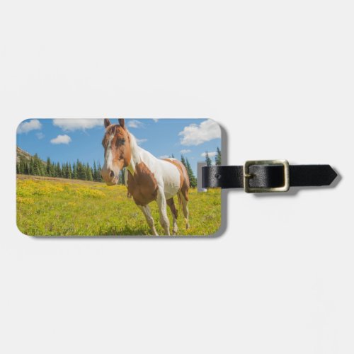 Curious horse in an alpine meadow in summer luggage tag