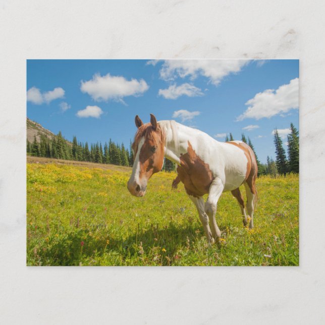Curious Horse in an Alpine Meadow in Summer Postcard (Front)