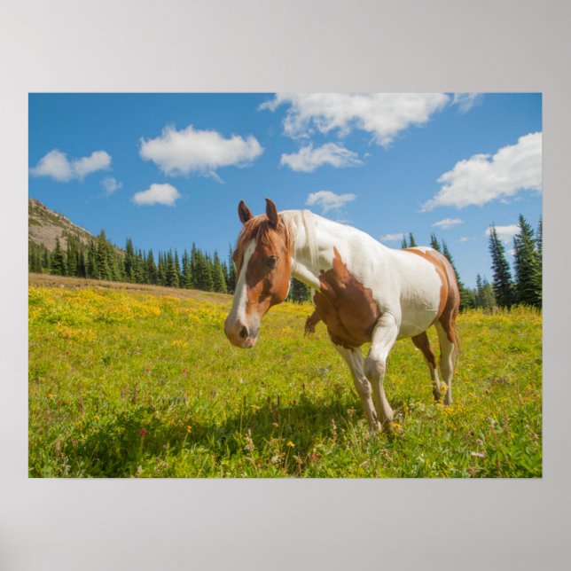 Curious Horse in an Alpine Meadow in Summer Poster (Front)