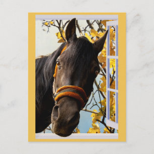 Curious Horse Looking Through a Kitchen Window Postcard