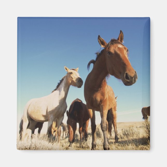 Curious Horse Magnet (Front)