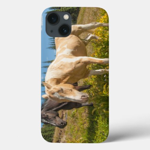 Curious horses foraging on grass iPhone 13 case