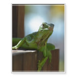 Curious Iguana Temporary Tattoos