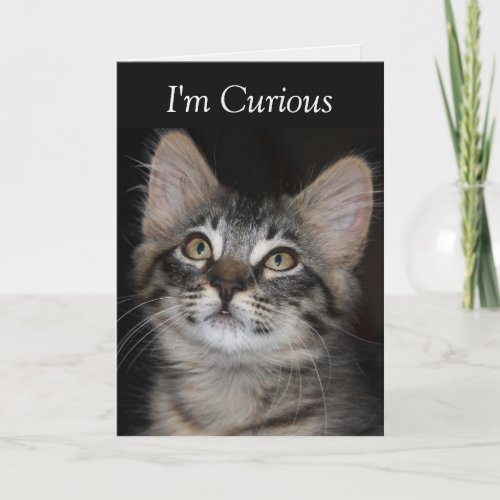Curious Kitten Ive Missed You Card