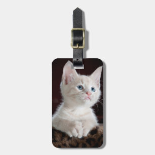 Curious kitten luggage tag