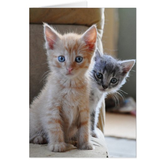 Curious Kittens Cards (Front)