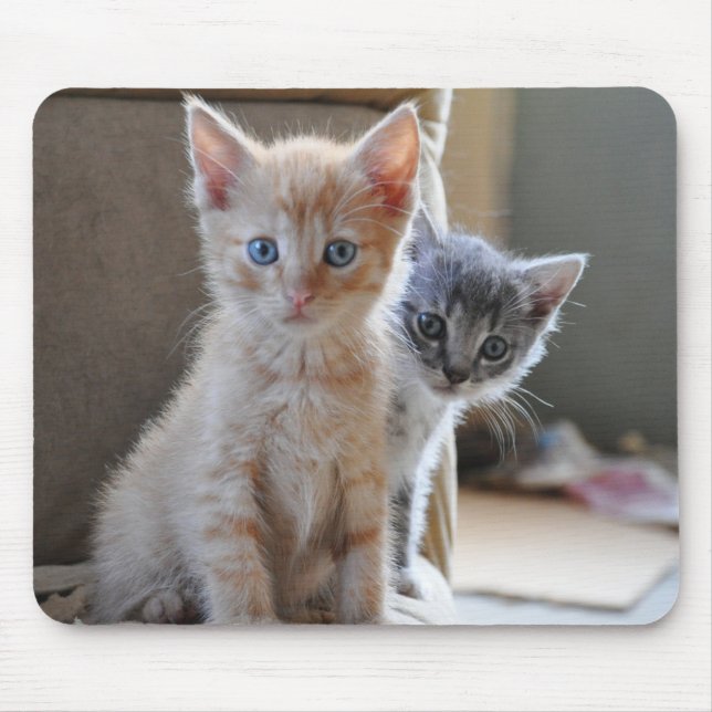 Curious Kittens Mouse Pad (Front)