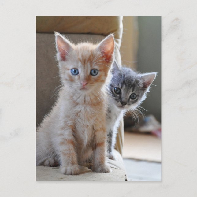 Curious Kittens Postcard (Front)