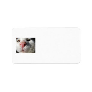 Curious Kitty Label