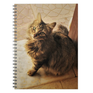 Curious Kitty Notebook