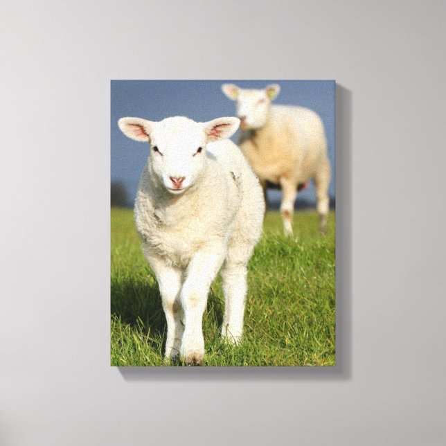 Curious Lamb Canvas Print (Front)
