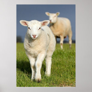 Curious Lamb Poster
