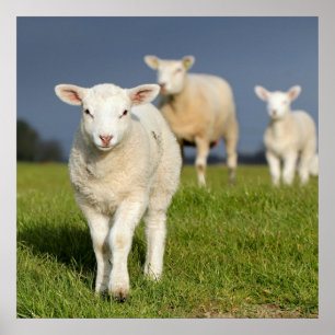 Curious Lamb Poster