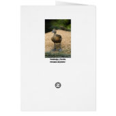 Curious little duck (Back)