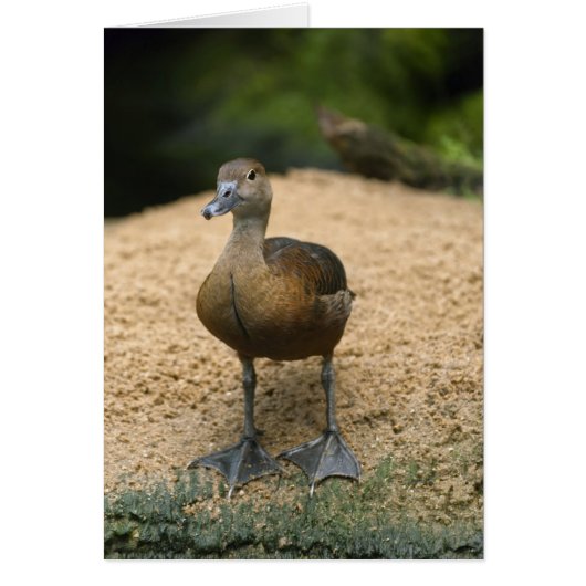 Curious little duck (Front)