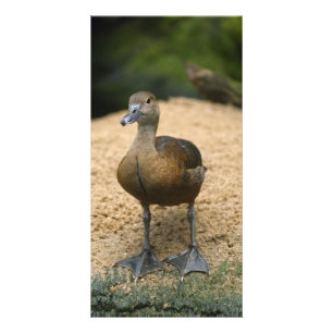 Curious little duck card