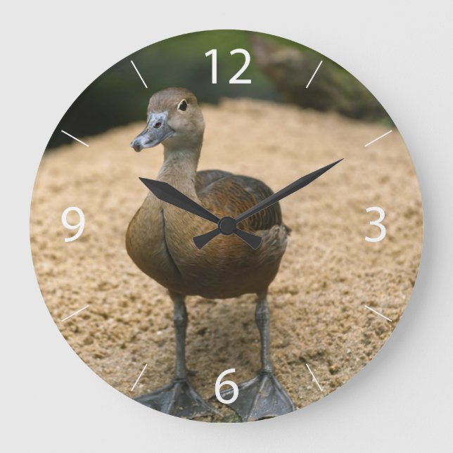 Curious little duck large clock (Front)