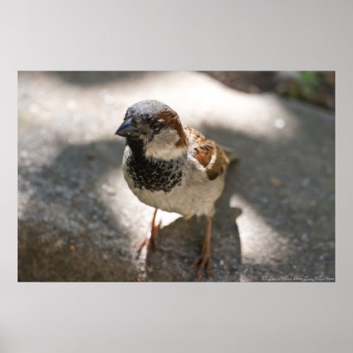 Curious Little Man Male House Sparrow Poster