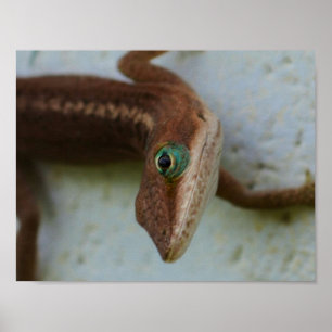 Curious Lizard Wall Art
