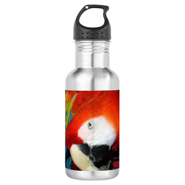 Curious Macaw Water Bottle (Front)