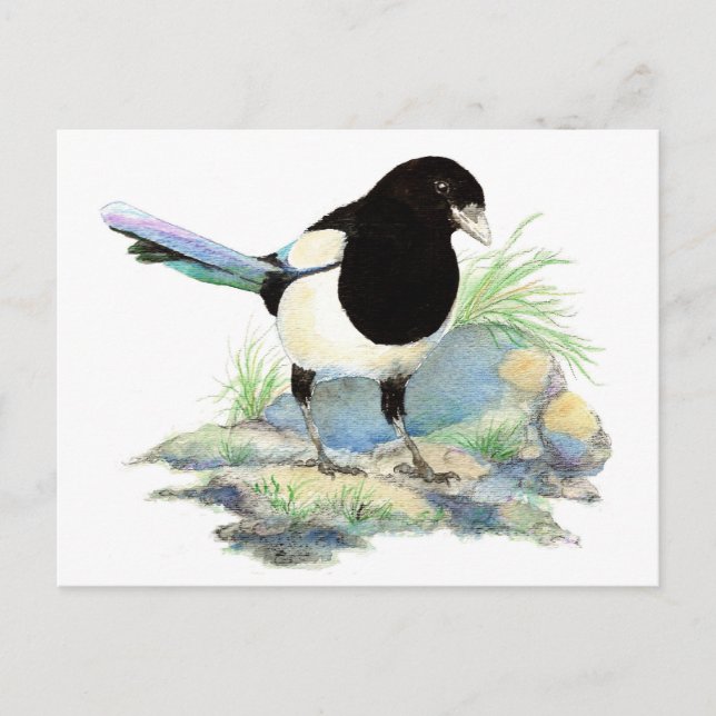 Curious Magpie Postcard (Front)
