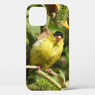 Curious Male American Goldfinch iPhone 12 Case