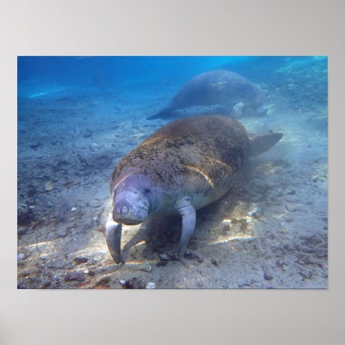 Curious Manatee Poster