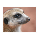 Curious Meerkat Postcard